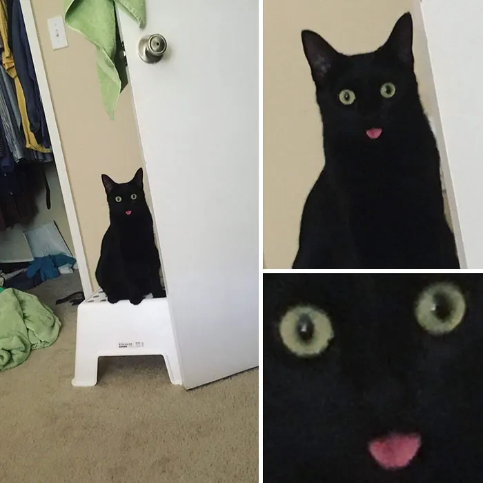 10+ Adorables animales sacando la lengua
