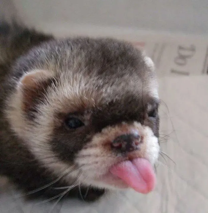 175 Of The Most Adorable Animal Mlems" Ever"