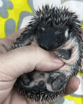 175 Of The Most Adorable Animal Mlems" Ever"