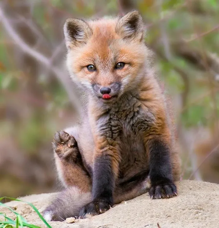 175 Of The Most Adorable Animal Mlems" Ever"