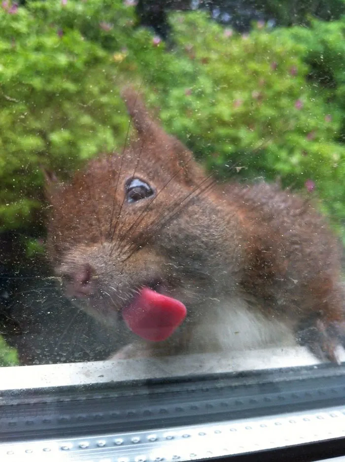 175 Of The Most Adorable Animal Mlems" Ever"