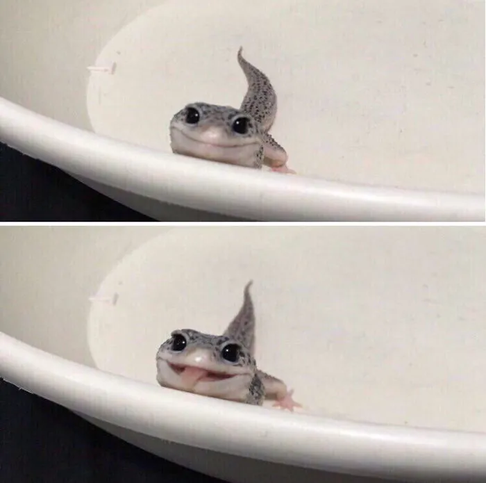 175 Of The Most Adorable Animal Mlems" Ever"