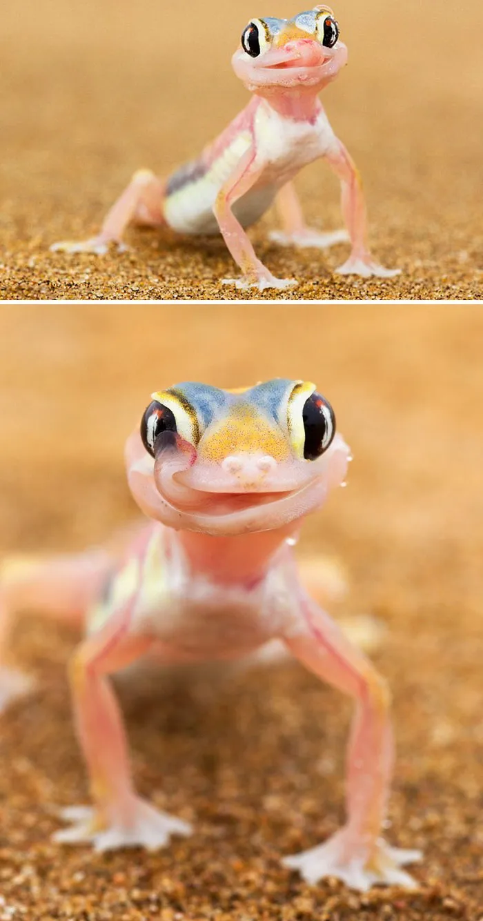 175 Of The Most Adorable Animal Mlems" Ever"