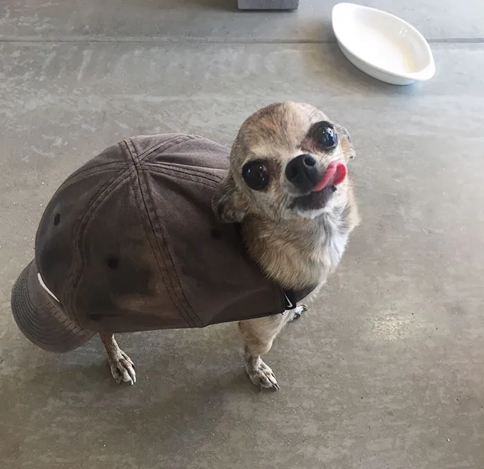 10+ Adorables animales sacando la lengua