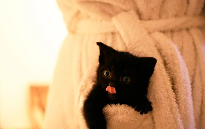175 Of The Most Adorable Animal Mlems" Ever"