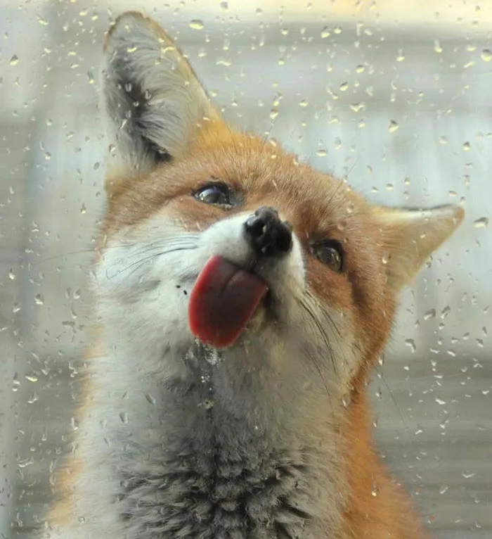 175 Of The Most Adorable Animal Mlems" Ever"
