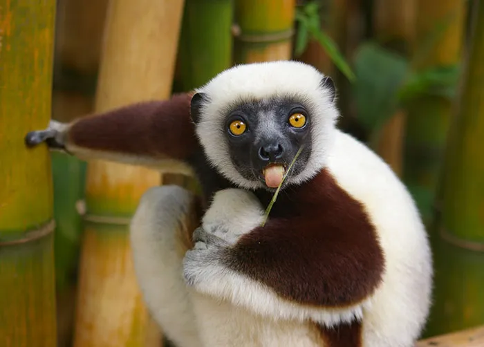 175 Of The Most Adorable Animal Mlems" Ever"