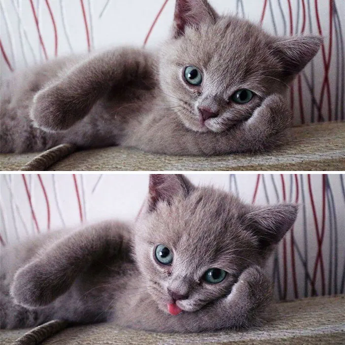 175 Of The Most Adorable Animal Mlems" Ever"