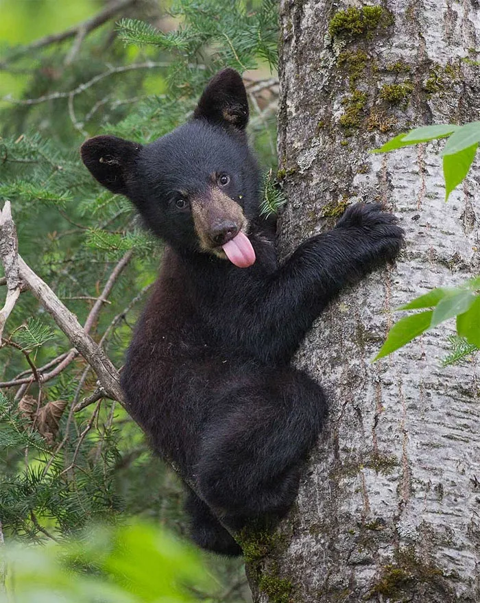175 Of The Most Adorable Animal Mlems" Ever"