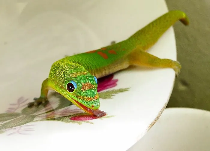 175 Of The Most Adorable Animal Mlems" Ever"