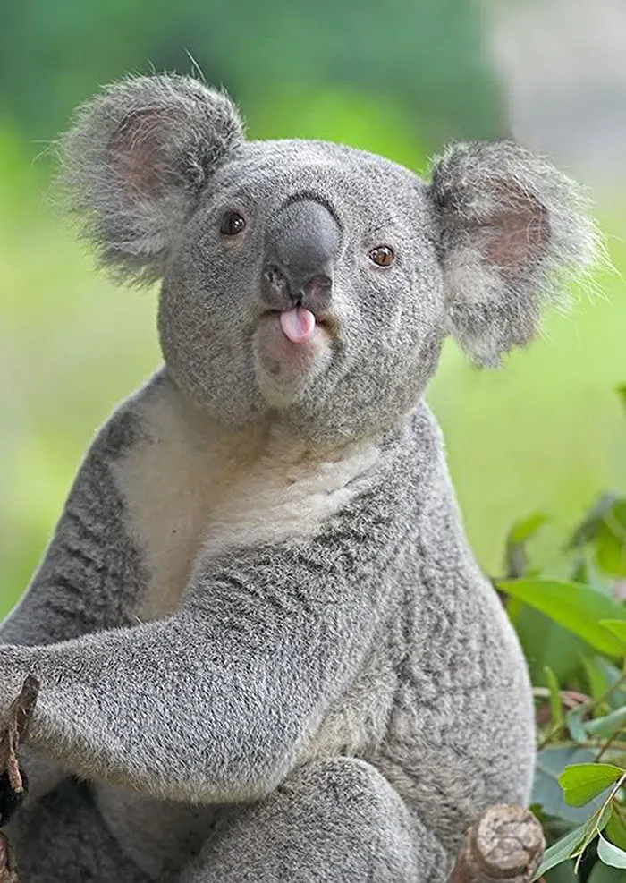 175 Of The Most Adorable Animal Mlems" Ever"