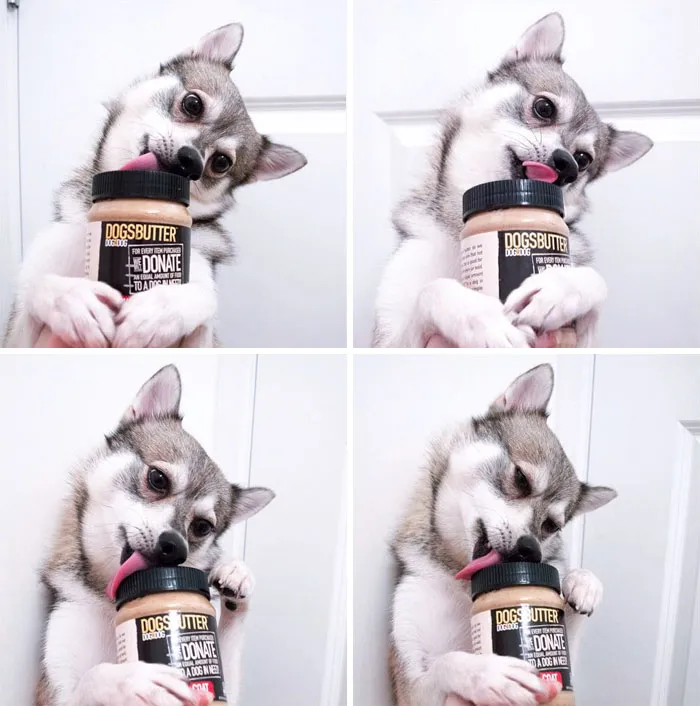 175 Of The Most Adorable Animal Mlems" Ever"