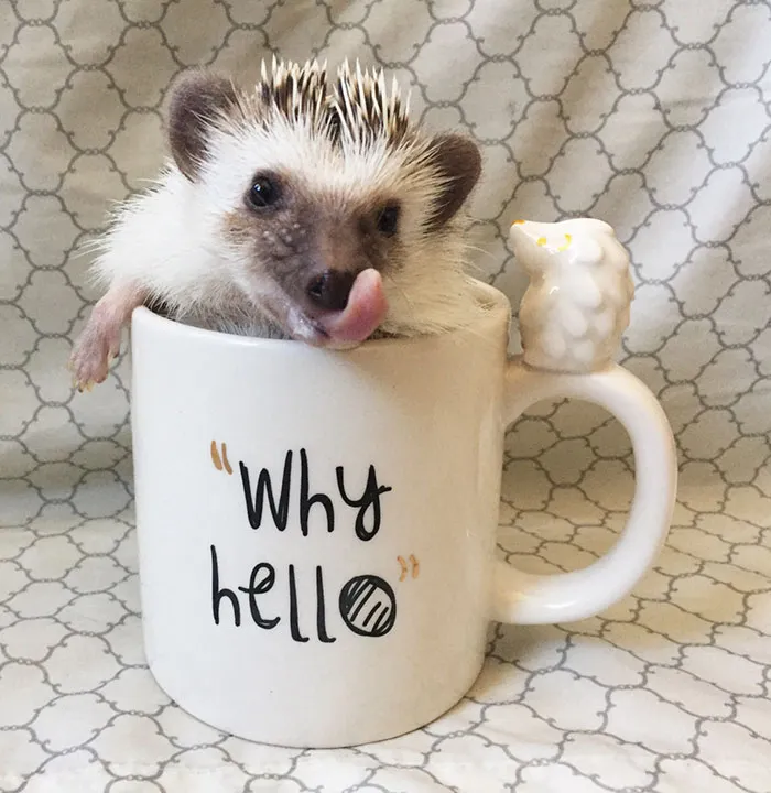 175 Of The Most Adorable Animal Mlems" Ever"