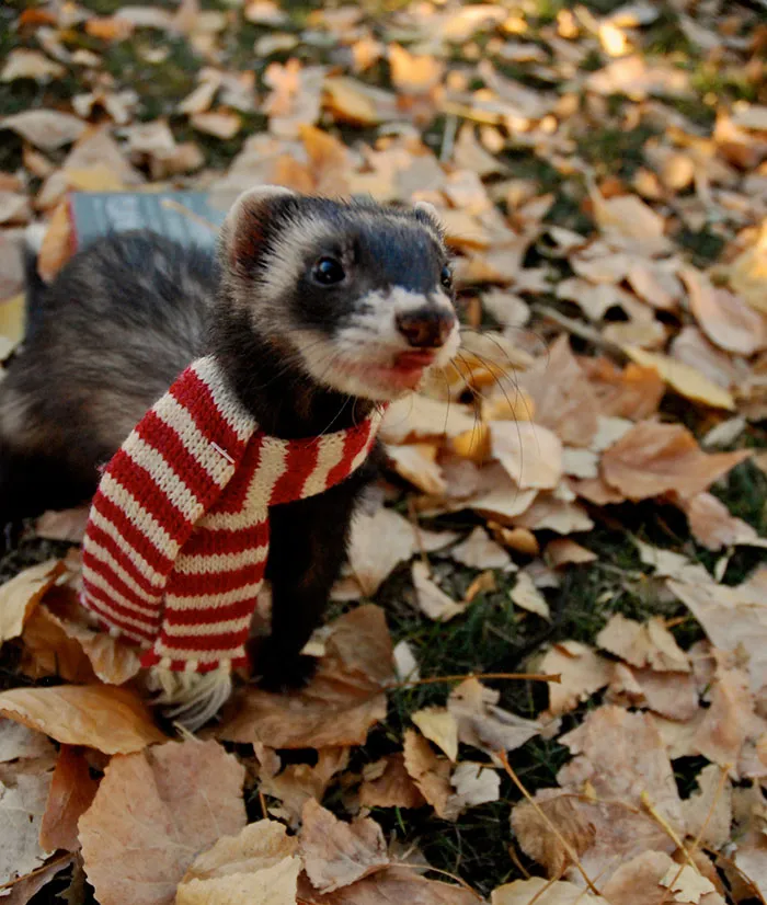 175 Of The Most Adorable Animal Mlems" Ever"