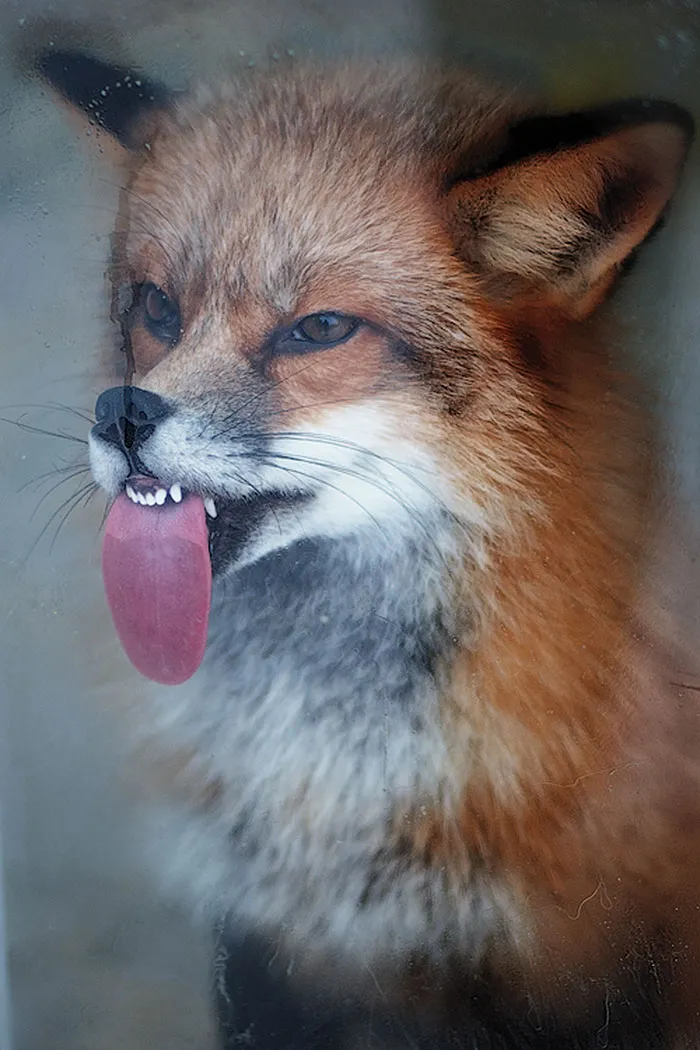 10+ Adorables animales sacando la lengua