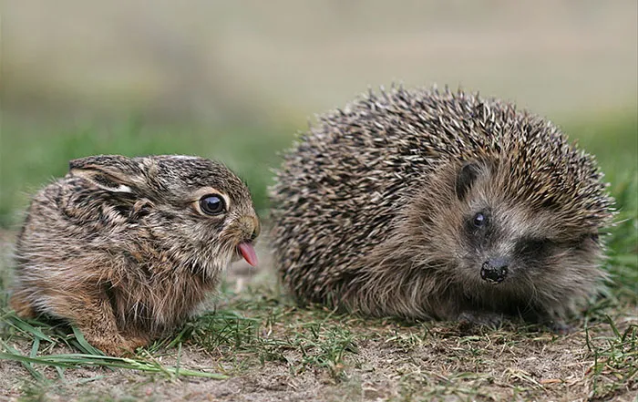 175 Of The Most Adorable Animal Mlems" Ever"