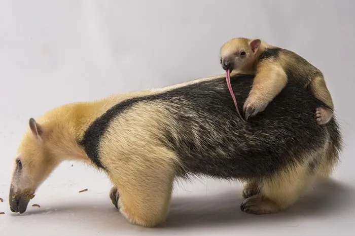 175 Of The Most Adorable Animal Mlems" Ever"