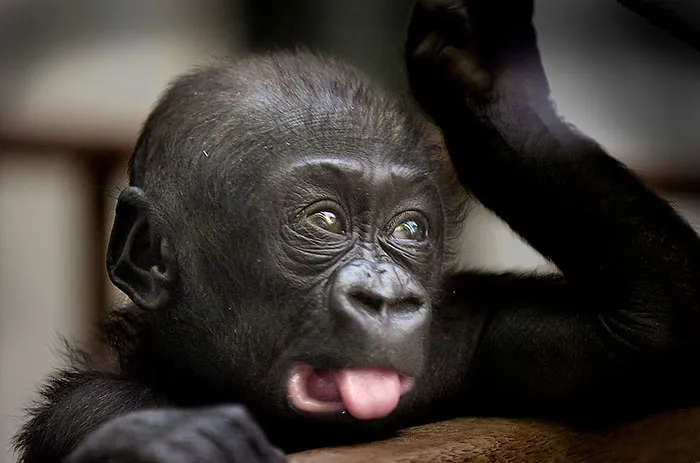 175 Of The Most Adorable Animal Mlems" Ever"