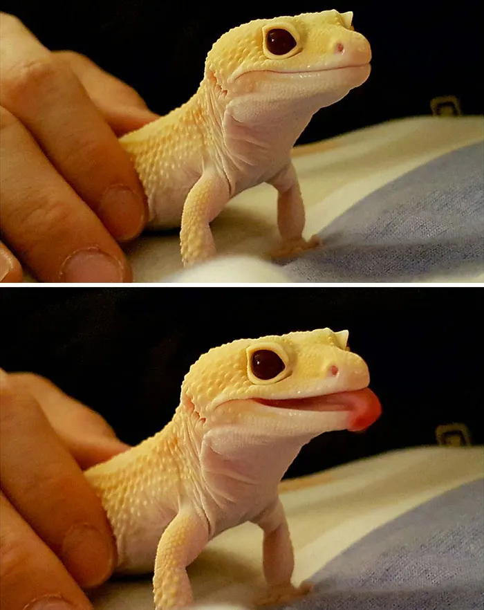 175 Of The Most Adorable Animal Mlems" Ever"