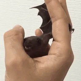 175 Of The Most Adorable Animal Mlems" Ever"