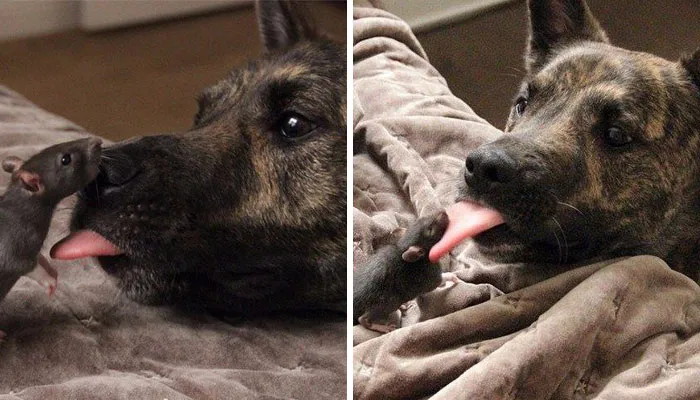 175 Of The Most Adorable Animal Mlems" Ever"