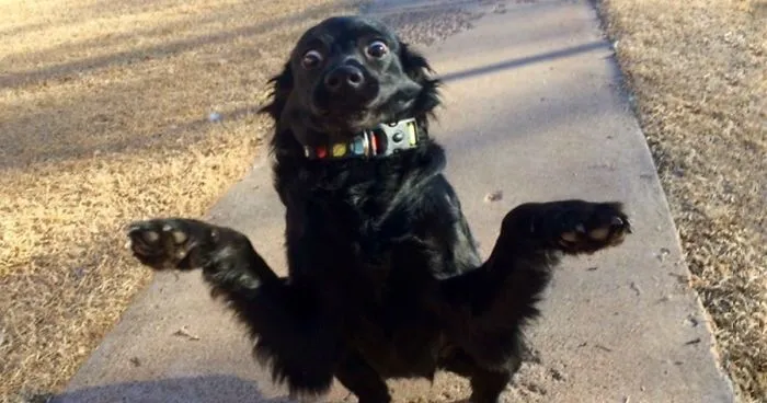 Someone On Facebook Is Trying To Get This Dog Adopted, Here's A Photo They Chose  ¯\_(ツ)_/¯
