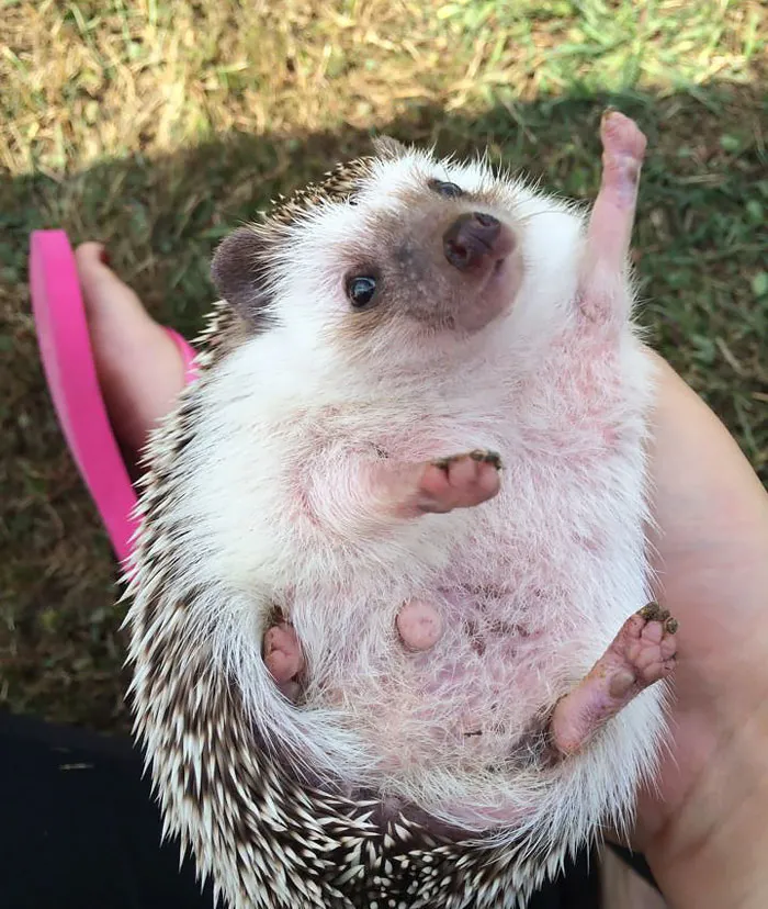 Cute Hedgehog