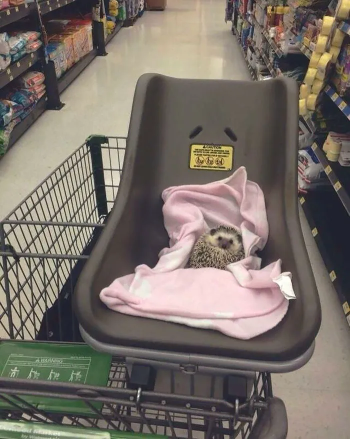 Cute Hedgehog
