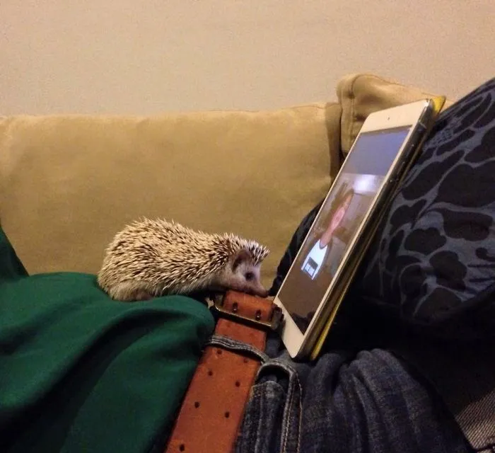 Cute Hedgehog