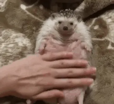Cute Hedgehog