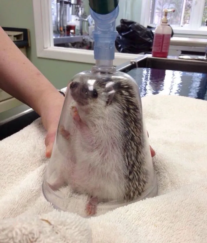 Cute Hedgehog