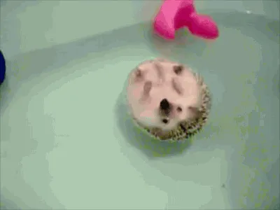 Cute Hedgehog