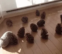 Cute Hedgehog