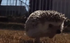 76 Adorable Hedgehog Pics To Celebrate Hedgehog Day