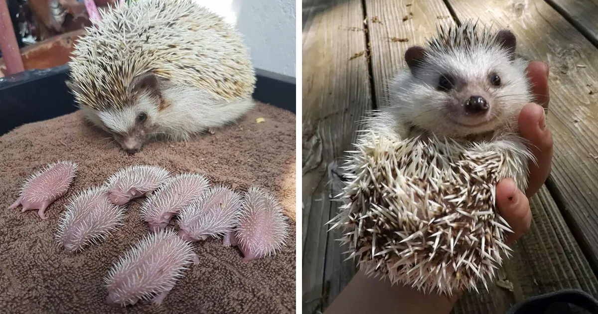 15 Adorables fotos de erizos para celebrar el día del erizo