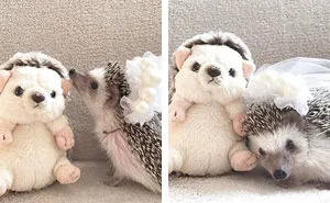 76 Adorable Hedgehog Pics To Celebrate Hedgehog Day