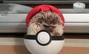76 Adorable Hedgehog Pics To Celebrate Hedgehog Day