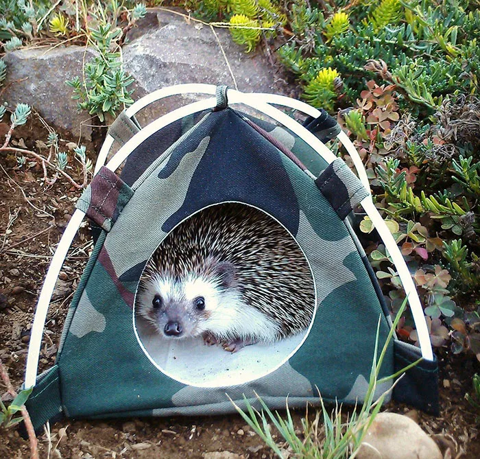 Cute Hedgehog