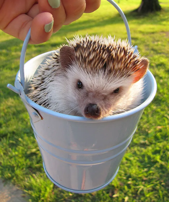 Cute Hedgehog