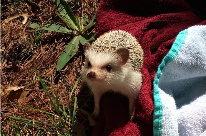 Cute Hedgehog