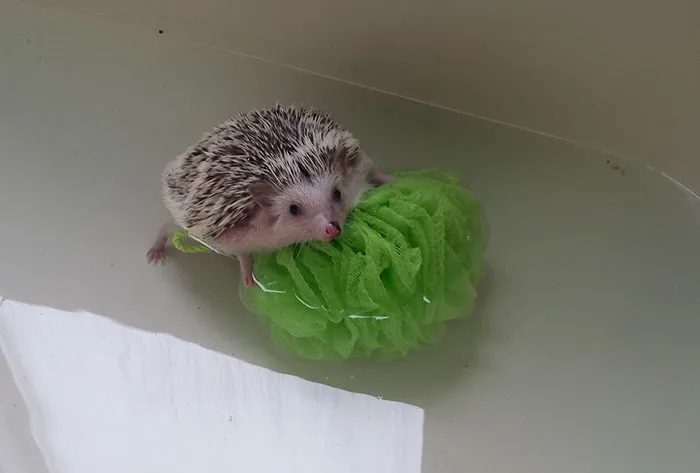 Cute Hedgehog