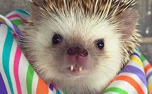 76 Adorable Hedgehog Pics To Celebrate Hedgehog Day