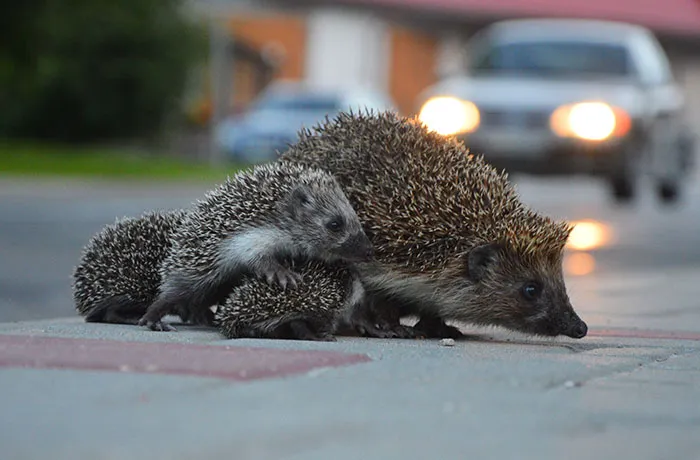 Cute Hedgehog