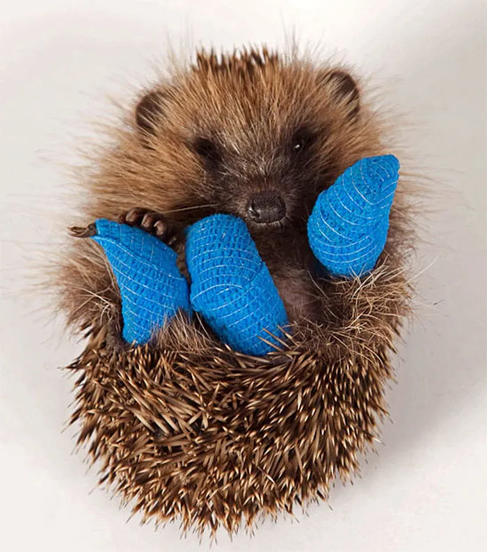 Cute Hedgehog