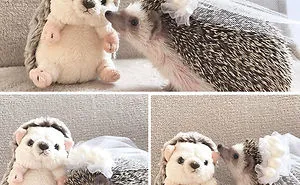 76 Adorable Hedgehog Pics To Celebrate Hedgehog Day