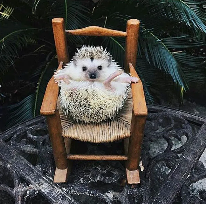 Cute Hedgehog