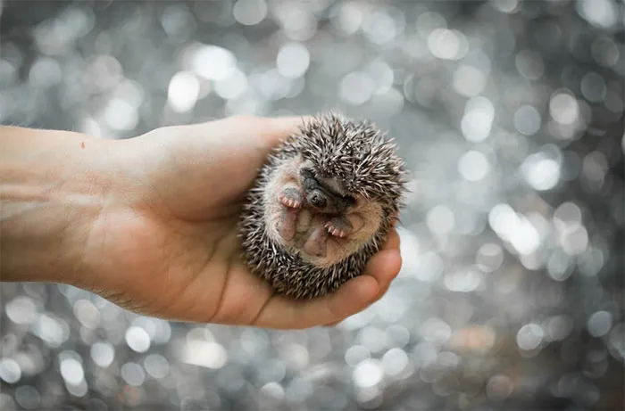 Cute Hedgehog