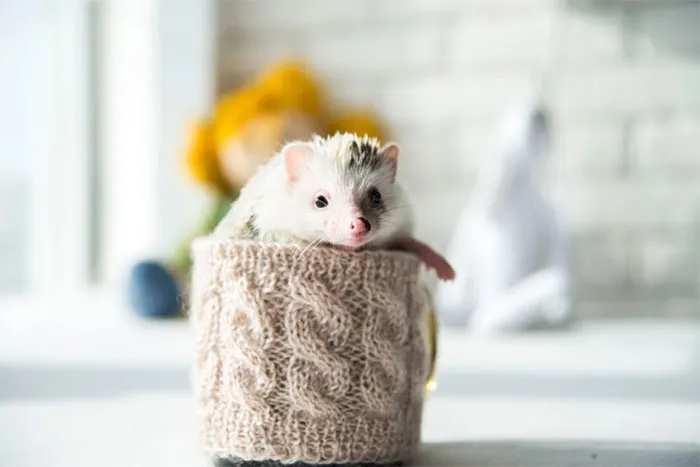 Cute Hedgehog