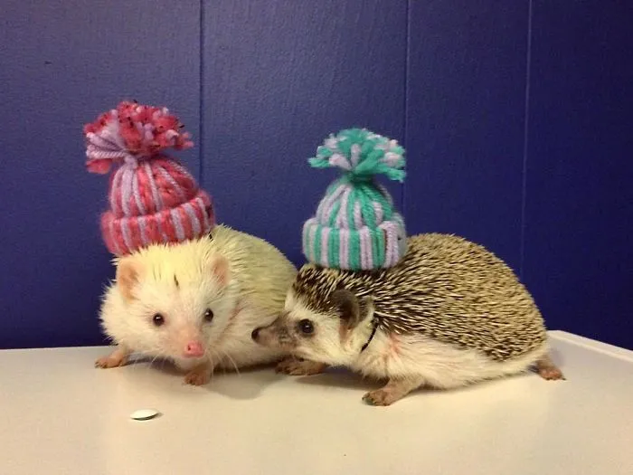 This Hedgehog Day, Treat Yourself With 47 Pictures Of Hedgehogs With Hats