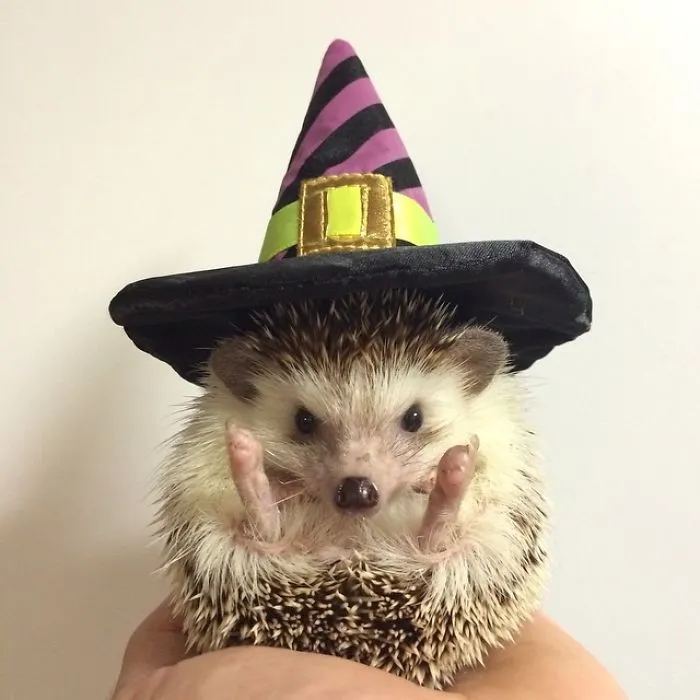 This Hedgehog Day, Treat Yourself With 47 Pictures Of Hedgehogs With Hats